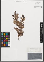 Foto von Salix starkeana Willd.